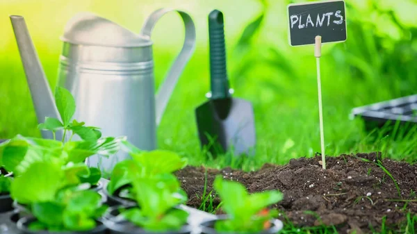 Board with plants lettering in soil near watering can and shovel in garden — стоковое фото