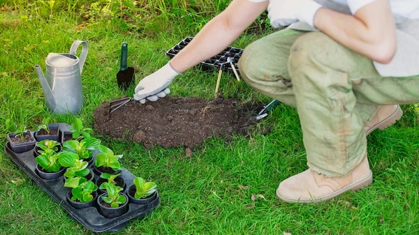 Cropped view of gardener holding rake near soil and plants in garden — Photo de stock