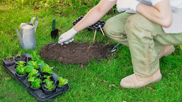 Cropped view of gardener holding rake near soil and plants in garden — стоковое фото