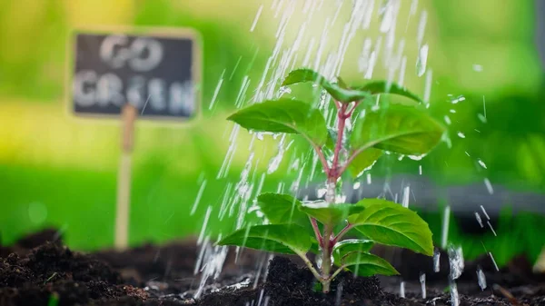 Close up view of water drops on plant in soil in blurred garden — Stock Photo