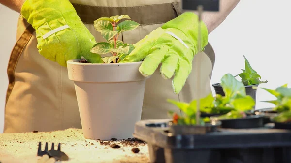 Cropped view of gardener planting plant in flowerpot near soil on table on grey background - foto de stock