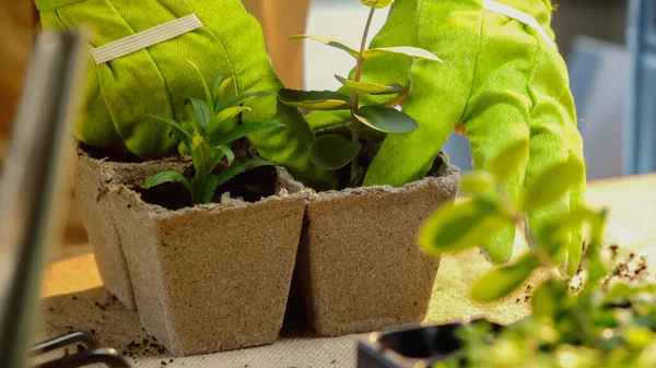 Cropped view of gardener in gloves planting plants on table - foto de stock