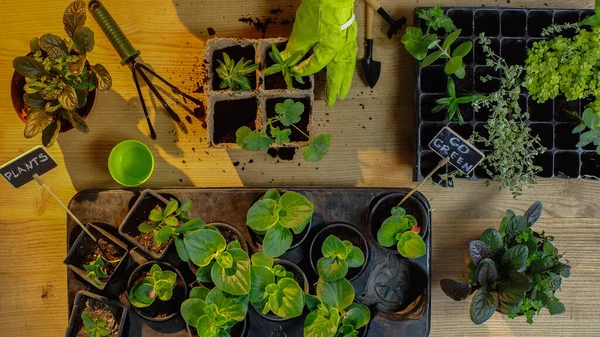 Top view of gardener planting plants near boards with lettering and soil on table — Foto stock