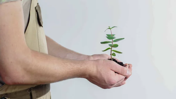Cropped view of gardener holding plant and soil on grey background — стоковое фото