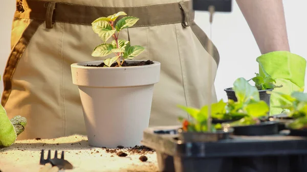 Cropped view of gardener standing near plant in flowerpot and soil on table on grey background — Stock Photo