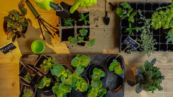 Top view of gardener pouring soil from shovel on plants on table — Stock Photo