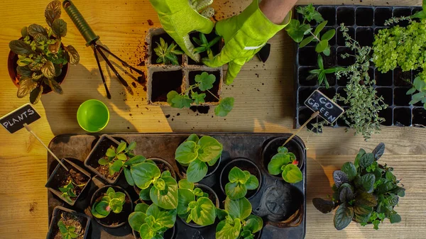 Top view of gardener planting plants near tools and boards with lettering on table — Foto stock