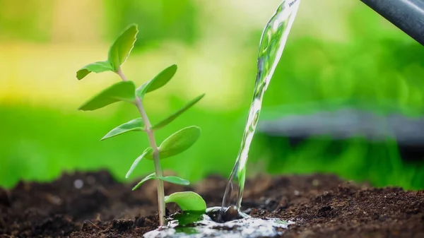 Close up view of water near blurred plant in soil in garden — стоковое фото