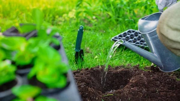 Cropped view of gardener watering soil near blurred plants in garden — Fotografia de Stock