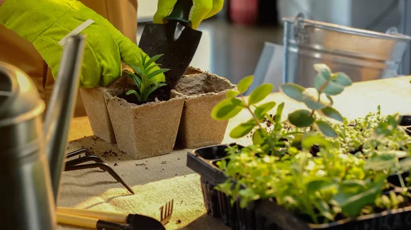 Cropped view of gardener pouring ground on plant in flowerpot near gardening tools on table — стоковое фото