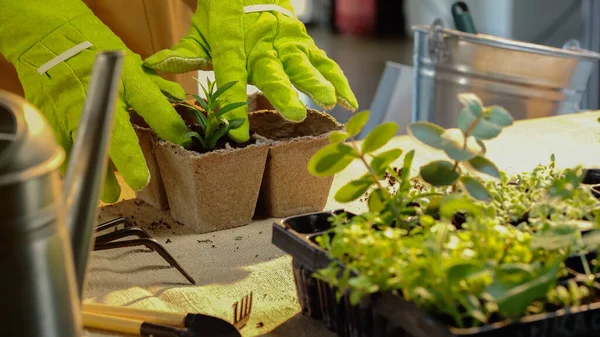 Cropped view of gardener in gloves planting plant near watering can and tools on table — стоковое фото