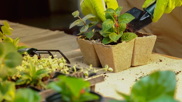 Cropped view of gardener transplanting plants near rake on table - foto de stock