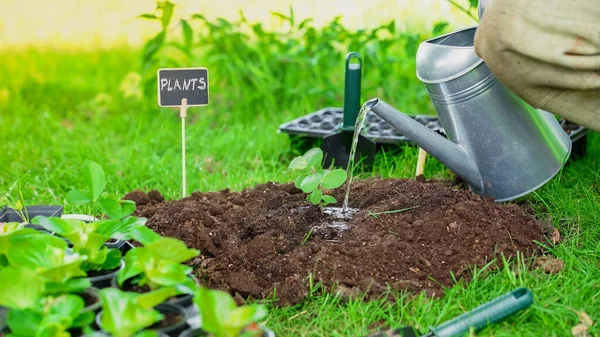 Cropped view of gardener watering plant in soil near board with lettering and grass in garden — стоковое фото
