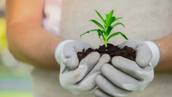 Cropped view of blurred gardener in gloves holding plant and soil outdoors — Stock Photo