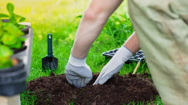 Cropped view of gardener digging soil near tools and plants in blurred garden — Stock Photo