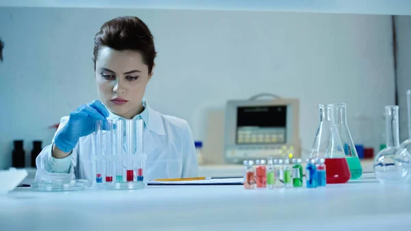 Гарний вчений у білому пальто дивиться на пробірки поблизу колб з рідиною в лабораторії — стокове фото
