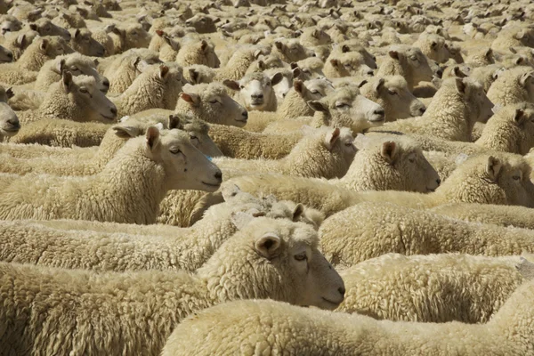 Запертое стадо овец — стоковое фото