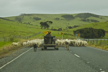New Zealand Sheep Farming clipart