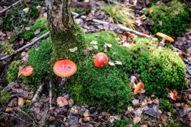 Huş ağacı etrafındaki yosunlu orman zemininde agarik aile uçar.