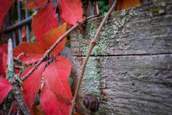 Folhas de vinho tinto em madeira musgosa no outono — Fotografia de Stock