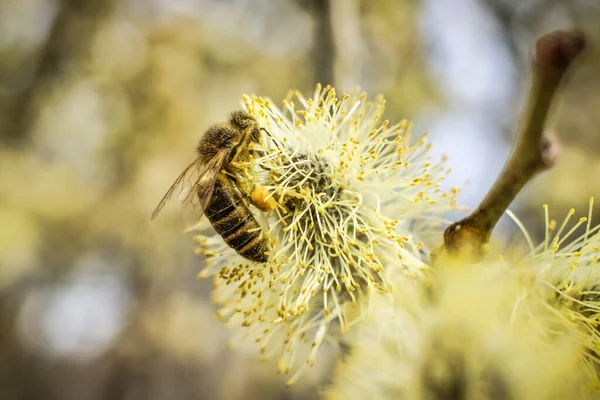 La miel de abeja que recoge el polen de los sauces —  Fotos de Stock