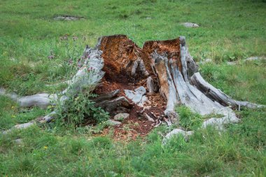 Old dead stump. Cut tree hollowed out and eroded by termites. Nature cycle.