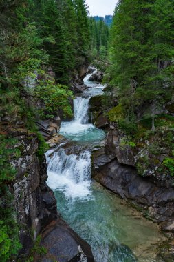 Long waterfall in the woods. Large mountain stream passes between trees in the forest. Attraction of the Paneveggio National Park, Italy. Water, power of nature and the climate emergency.