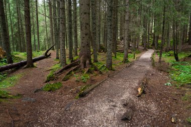 Path in the woods. Way to go for hikers in the middle of nature. Firs and long trees in the Italian Dolomites. Mystery, magic and contact with nature.