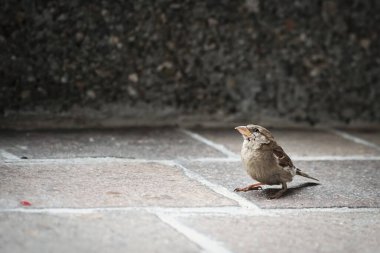 Little bird on the ground. Hungry sparrow is waiting for crumbs. Love for animals and wildlife photography.