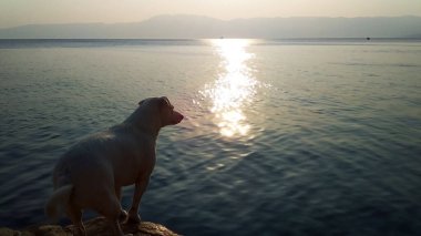 White dog looks at the sunset on the horizon. Romantic scene of holidays spent by the sea. Lifestyle and animals. Dog on the rocks overlooking the sea.