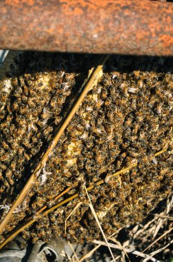 Big swarm of bees in an iron pipe. Thousands of bees protect the queen bee in the countryside among the wreckage. Protection for the environment and respect for nature. Scientific beekeeping.