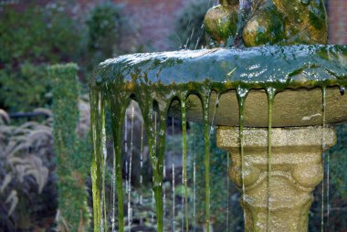 Green slime dripping from an ancient fountain. Aquatic plants and wet moss in a garden.