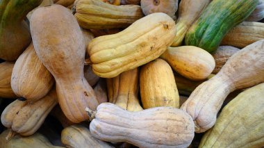 Autumn long pumpkins of different colors. Fresh vegetable background. Heap of harvested pumpkins. Agriculture, fruit and vegetables. 