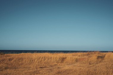 Empty beach with sunburnt dry grass and blue sky. Yellow and blue. Hot summer and global warming. 