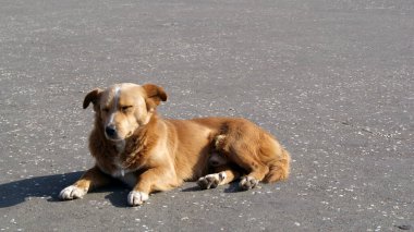 Cute little dog warms up in the sun.Pet animal with closed eyes enjoys the spring sunshine.