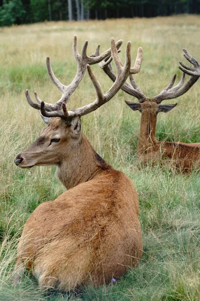 Mighty Adult Deer Sitting Meadow Majestic Male Deer Lying Grass — Stock Fotó