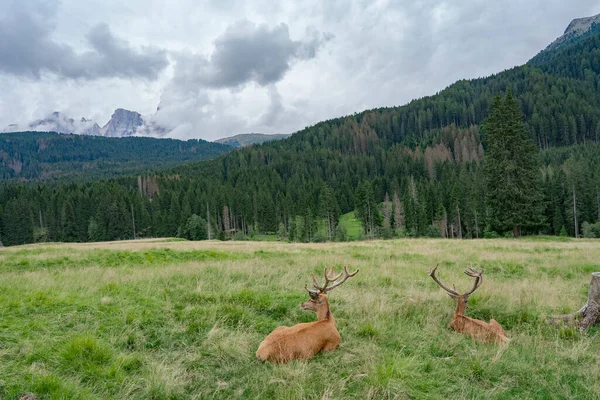 Two Young Male Deer Look View Two Adult Deer Long — Stock Fotó