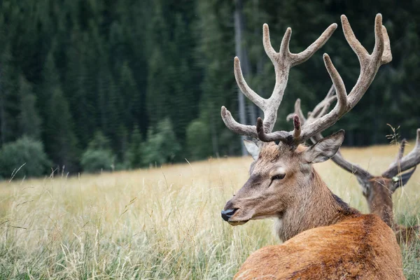 Mighty Adult Deer Sitting Meadow Majestic Male Deer Lying Grass — Stock Fotó