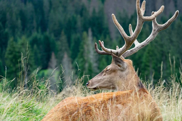 Adult Deer Sleeping Meadow Male Deer Lying Grass Eyes Closed — Stock Fotó