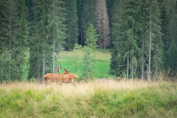 Two young deer in the distance. Wild deer with long horns stand together in a field. Wild animals in the mountains.