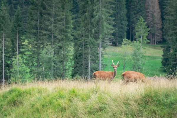 Two young deer in the distance. Wild deer with long horns stand together in a field. Wild animals in the mountains.