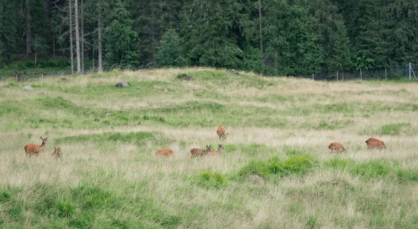Group Female Deer Distance Young Adult Deer Congregate Valley Mountains — Stock Photo, Image