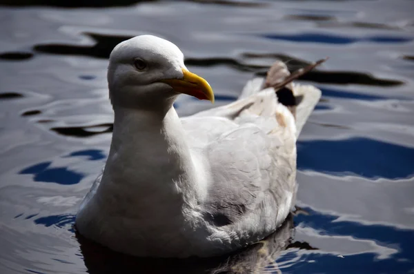 Seagull on the water.Big bird with yellow beak. Marine animals in northern europe.