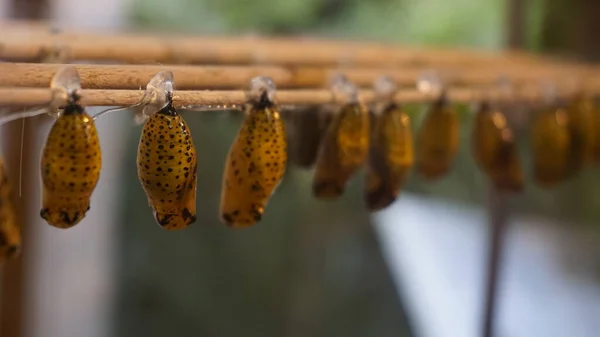Inline butterfly cocoons attached to a piece of wood. Yellow cocoons with black spots wait to hatch and give birth to butterflies. Wonders of nature and invertebrate life.