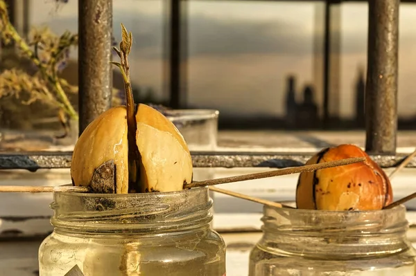 Small sprouted avocado plant at sunset. How to grow an avocado seed with toothpick on the balcony. Two large avocado seeds germinating in glass jars filled with water.
