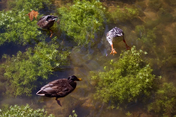 Three cute ducks dive into the water to fish. Funny ducks remain out of the water with their feet.Sunny spring day and a marshy pond with aquatic plants and animals.