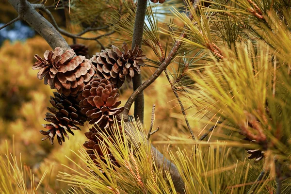 Pine cones among the pine branches.Elements of nature. Pine needles and outdoor living. Vegetation protection and climatic emergency.