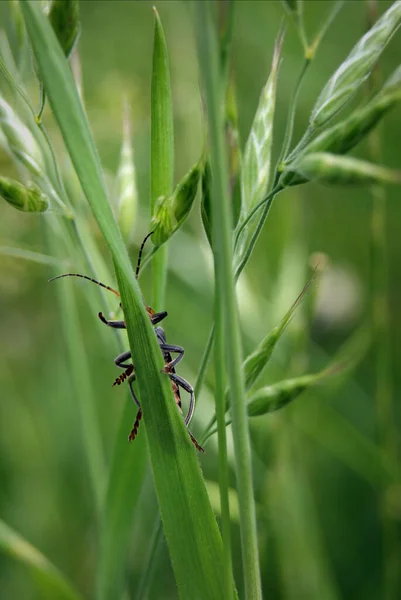 Beautiful insect looks towards the photographer. Insect life and macro photography. Respect for nature and wonder of the animal world.