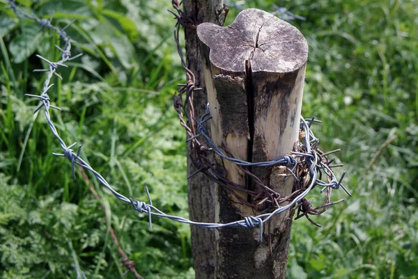 An old wooden post wrapped in barbed wire.Close-up of a cracked fence post to protect a vegetable garden in the mountains.