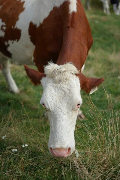 Beautiful Hungry Cow Eating Fresh Green Grass Countryside — Stockfoto